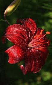 Bordowa lilia